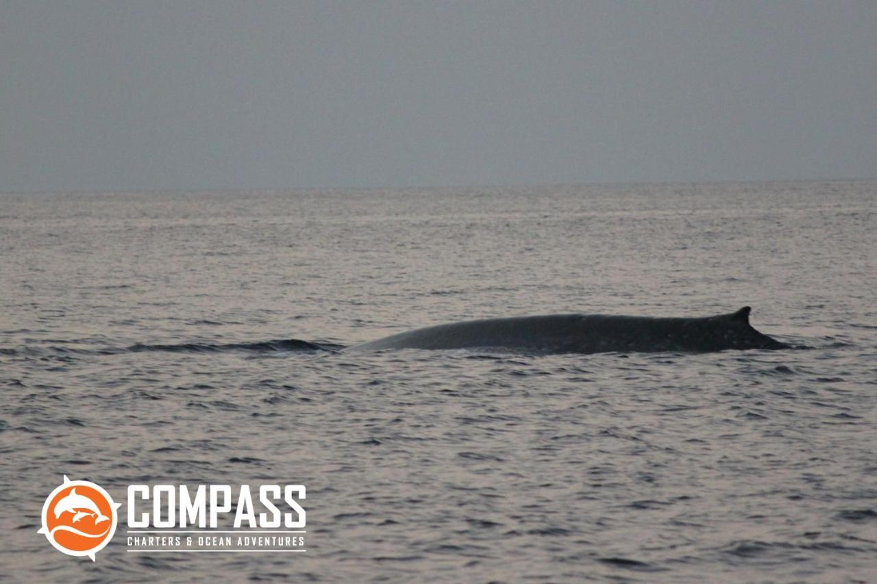 Beloi Compass Diving Resort מראה חיצוני תמונה