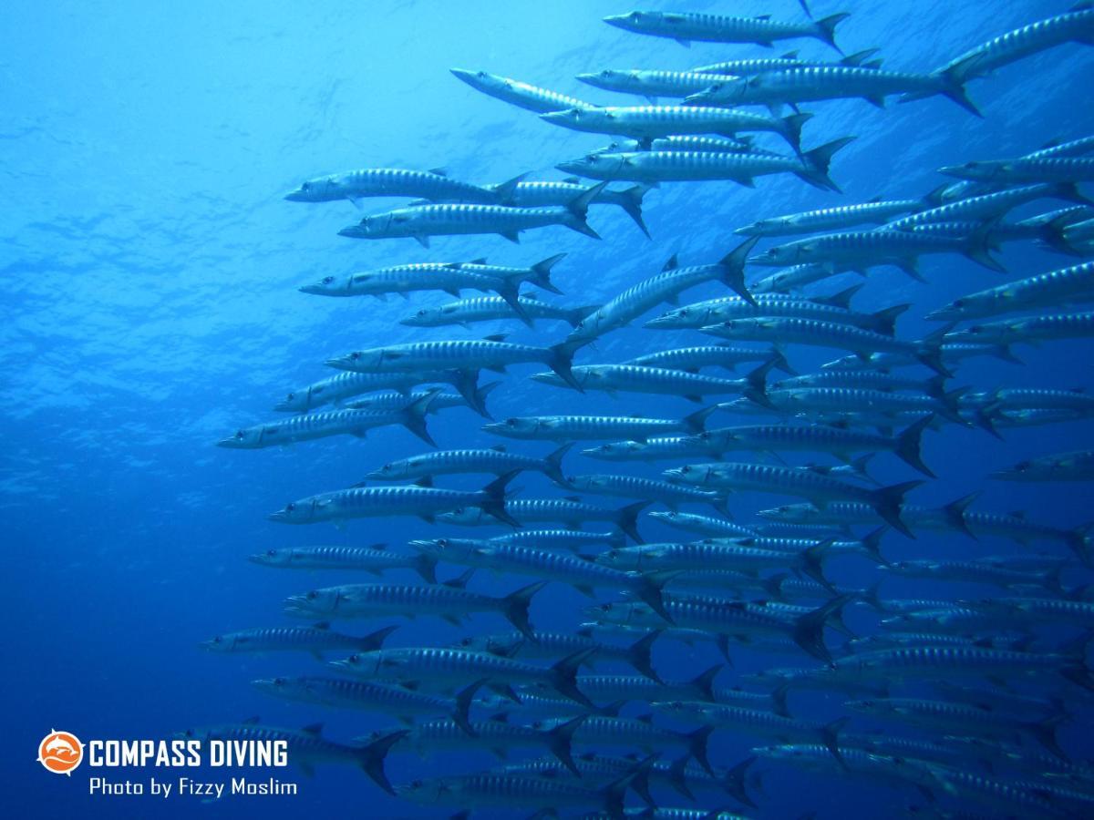 Beloi Compass Diving Resort מראה חיצוני תמונה