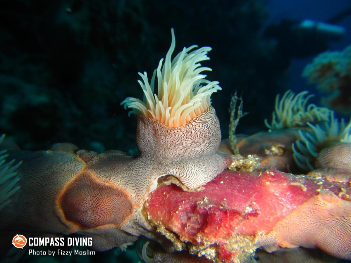Beloi Compass Diving Resort מראה חיצוני תמונה