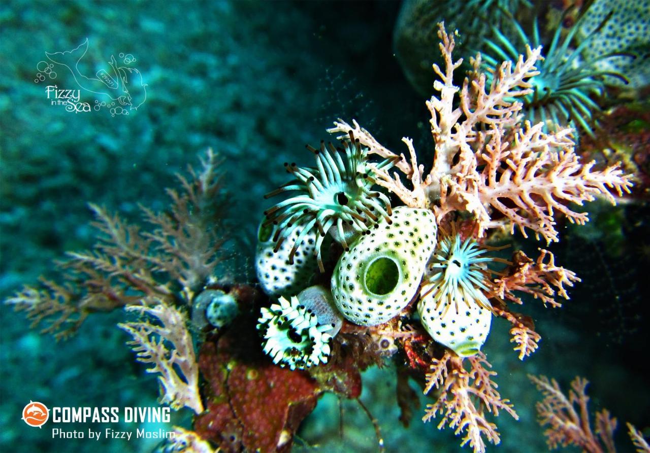 Beloi Compass Diving Resort מראה חיצוני תמונה